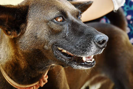 Closeup of dangerous security dogの写真素材