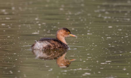 Little Grebe (Tachybaptus ruficollis) duck floating on waterの写真素材