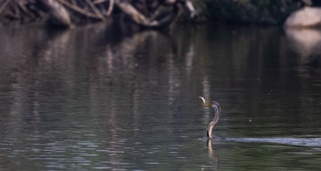 Oriental Darter (Anhinga melanogaster) bird tossing the fish to eat in the water body at Keoladeo...
