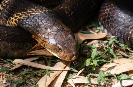 The king cobra (Ophiophagus hannah), also known as the hamadryad, is a species of venomous snake in the family Elapidae, endemic to forests from India through Southeast Asia.の写真素材
