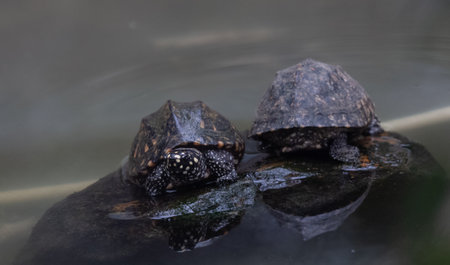 Tortoises (Testudinidae) are reptile species of the family Testudinidae of the order Testudines....