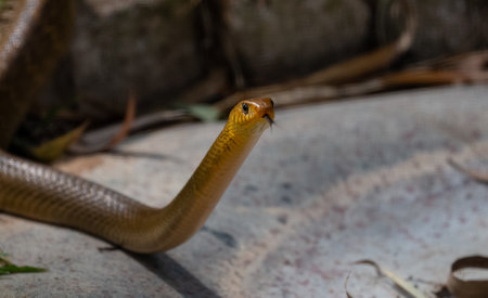 Rat snake (Ptyas mucosa) in natural jungle looking out from their dome.の写真素材