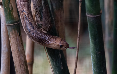Rat snake (Ptyas mucosa) in natural jungle looking out from their dome.