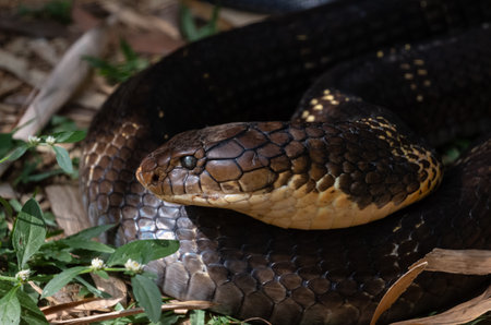 The king cobra (Ophiophagus hannah), also known as the hamadryad, is a species of venomous snake in...