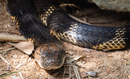 The king cobra (Ophiophagus hannah), also known as the hamadryad, is a species of venomous snake in the family Elapidae, endemic to forests from India through Southeast Asia.の写真素材