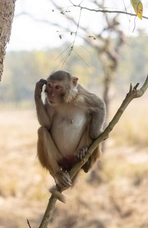 Rhesus macaque (Macaca mulatta) or Indian Monkey in forest sitting on tree.の素材 [FY310163789152]