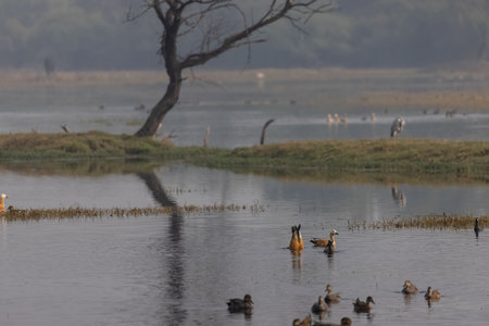 Ruddy shelduck (Tadorna ferruginea) also known in India as the Brahminy duck, is a member of the family Anatidae.の写真素材