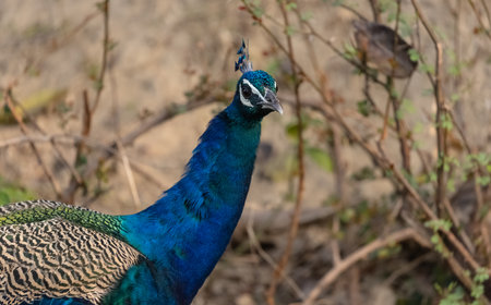 Indian Peafowl (Pavo cristatus) in the natural habitat of forest. Portrait or closeup of peacock.