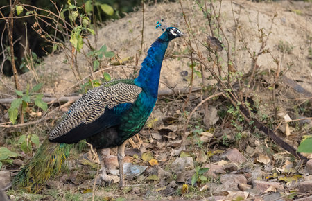 Indian Peafowl (Pavo cristatus) in the natural habitat of forest. Portrait or closeup of peacock.の写真素材