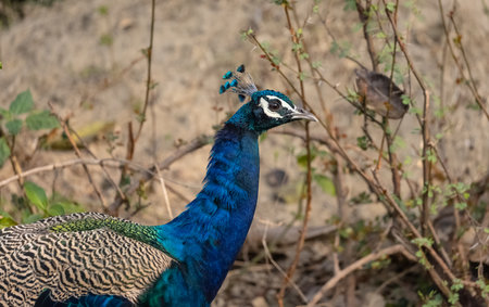 Indian Peafowl (Pavo cristatus) in the natural habitat of forest. Portrait or closeup of peacock.の写真素材