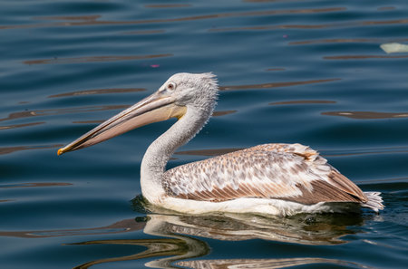 Dalmatian Pelican (Pelecanus crispus) fishing in blue water lake.の写真素材