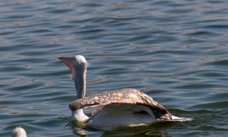 Dalmatian Pelican (Pelecanus crispus) fishing in blue water lake.の写真素材