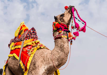 Bikaner, Rajasthan, India, January 2019 : Colorful camel performing camel dance with trainer on the desert ground during Bikaner Camel Festival.のeditorial素材