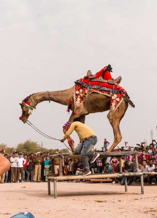 Bikaner, Rajasthan, India, January 2019 : Colorful camel performing camel dance with trainer on the desert ground during Bikaner Camel Festival.のeditorial素材