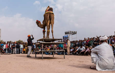 Bikaner, Rajasthan, India, January 2019 : Colorful camel performing camel dance with trainer on the...