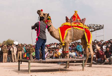 Bikaner, Rajasthan, India, January 2019 : Colorful camel performing camel dance with trainer on the...