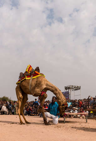 Bikaner, Rajasthan, India, January 2019 : Colorful camel performing camel dance with trainer on the desert ground during Bikaner Camel Festival.のeditorial素材