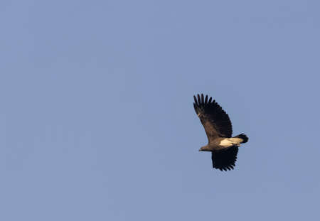 A black vulture in flight in its natural enviromentの写真素材