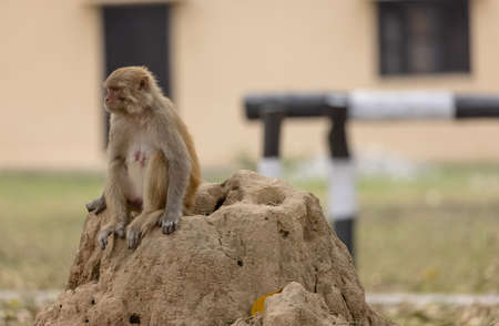 Monkey sitting on a termite mound in a zoo in the village