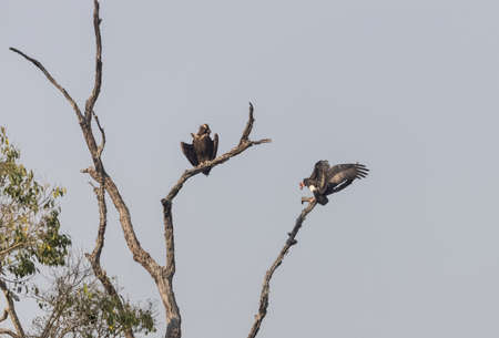 Two vultures on a tree in the Okavango Delta, Botswana.