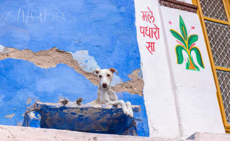 JODHPUR, RAJASTHAN, INDIA - JULY 2021: The bright blue color street and houses of the blue city in...