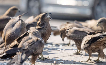 Black Kite (Milvus migrans) eagle bird having food at road side in busy city space.