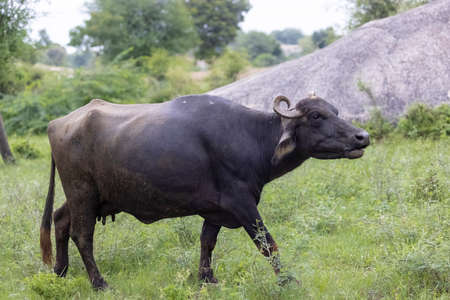 Big black bull in the field. Copy space for textの写真素材