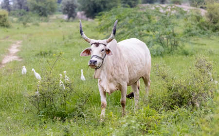 White cow in the meadow. Cattle graze in the meadow.の写真素材