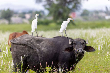Herd of cattle in a meadow.の写真素材