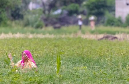 Jawai, Rajasthan, India - September 2021: Indian farmer on field, Portrait of Indian farmer while working on the agriculture field crop cutting.のeditorial素材
