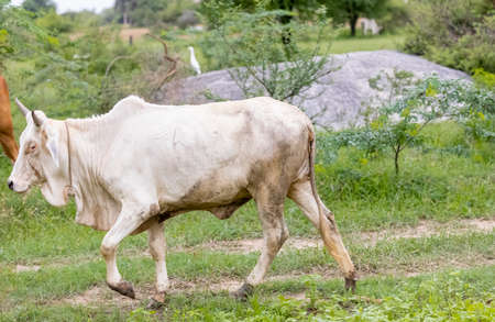 Cows graze in the meadow in the village. Farm animals.の写真素材