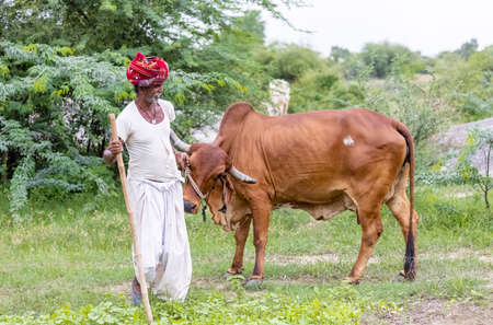 Jawai, Rajasthan, India - September 2021: Portrait of an elderly man of the Rabari ethnic group in a national headdress and traditional white dress and red turban on the field of Jawai.のeditorial素材