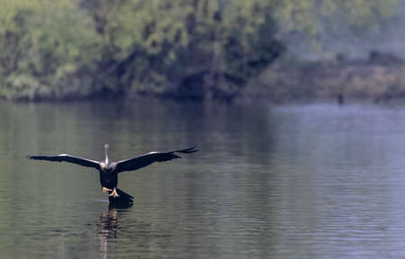 Oriental Darter or Indian snake bird (Anhinga melanogaster) in flight over the river.