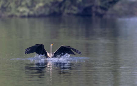 Oriental Darter or Indian snake bird (Anhinga melanogaster) in flight over the river.の写真素材