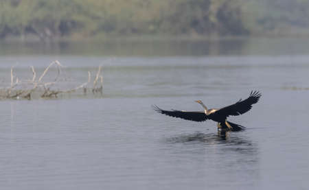 Oriental Darter or Indian snake bird (Anhinga melanogaster) in flight over the river.