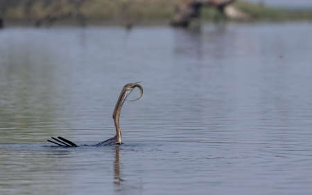 Oriental Darter or Indian snake bird (Anhinga melanogaster) catching fish at the water body.の写真素材