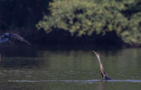 Oriental Darter or Indian snake bird (Anhinga melanogaster) catching fish at the water body.
