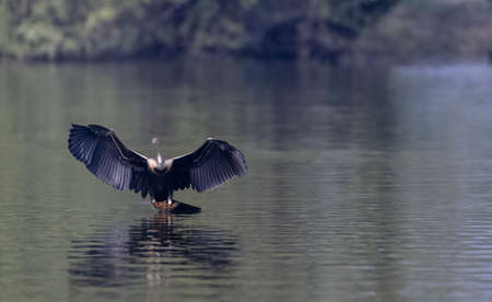 Oriental Darter or Indian snake bird (Anhinga melanogaster) in flight over the river.の写真素材
