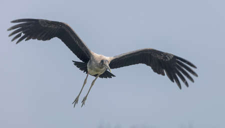 A closeup shot of a great white stork flying in the skyの写真素材