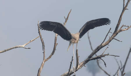 Great Blue Heron (Ardea herodias) flying in a treeの写真素材