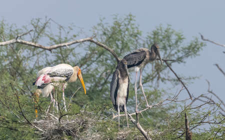Painted Stork - Mycteria leucocephalaの写真素材