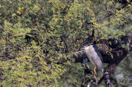 Black-crowned Night Heron (Nycticorax nycticorax) in the Okavango Delta, Botswana.の写真素材