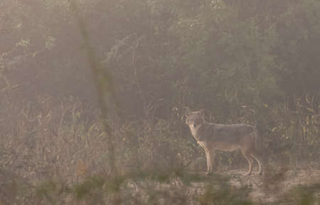 Lone wolf (Canis lupus) in the morning fogの写真素材