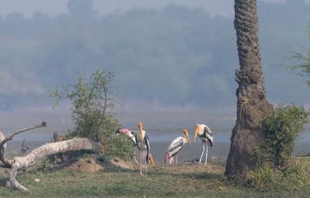 Painted Stork, Mycteria leucocephalaの写真素材