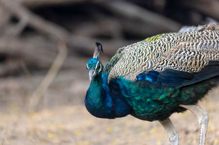 Peacock (Pavo cristatus) in the natural habitatの写真素材