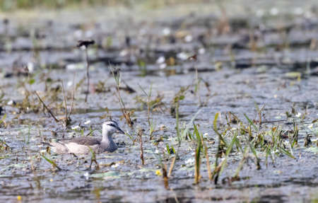 Redshank (Tachybaptus ruficollis)の写真素材