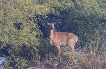 Waterbuck (Buckus ellipsiprymnus) in natural habitatの写真素材