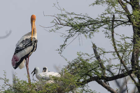 Yellow-billed stork (Mycteria leucocephala) in Serengeti National Park, Tanzaniaの写真素材