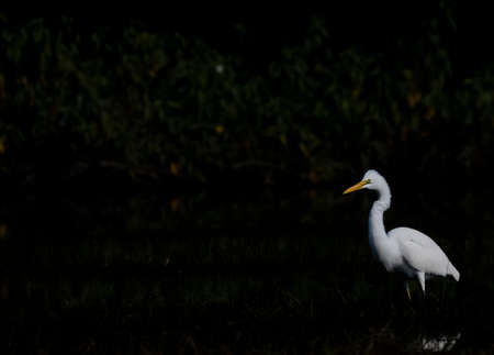 Egret (Ardea alba) in the wildの写真素材