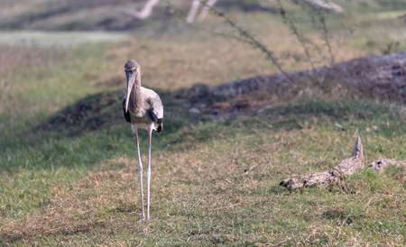 Marabou stork, Ciconia crumenifer, single bird in grass, South Africaの写真素材